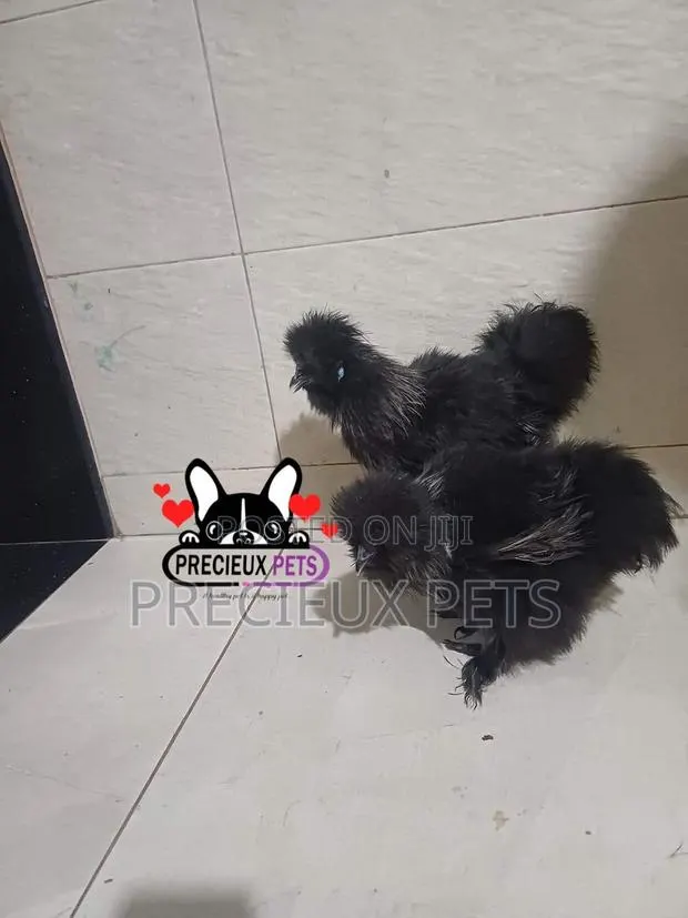 Black Silkie Bantam Chicken · Photo 1
