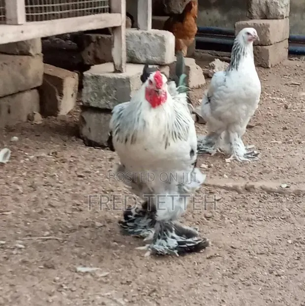 Brahma Chicks 6 Weeks Old · Photo 1