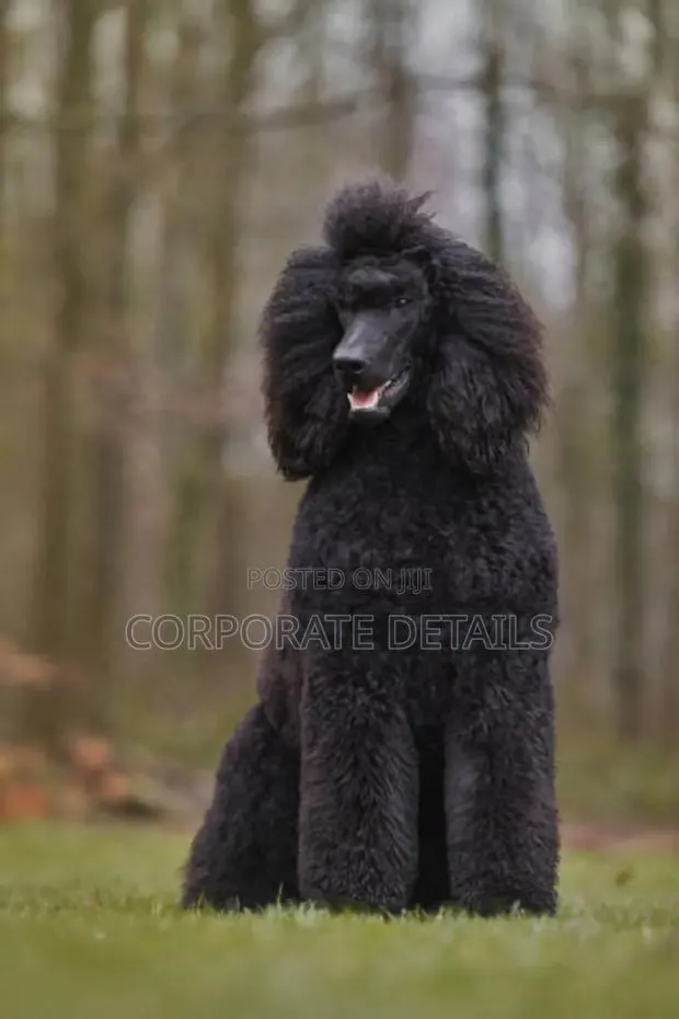 3-6 months Female Purebred Poodle · Photo 1