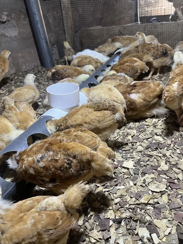 Chicken Sasso · Photo 2