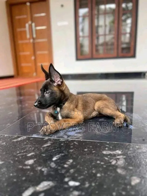 1-3 months Male Purebred Belgian Malinois · Photo 1