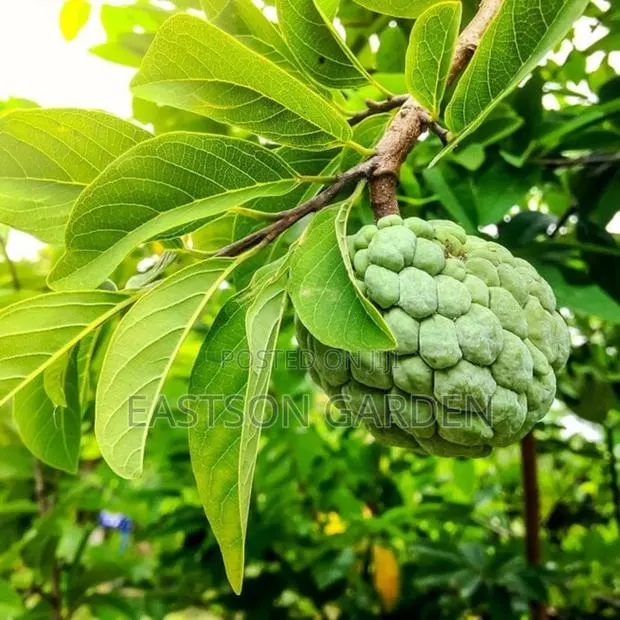 Exotic Sweet Apple (Sugar Apple) Seedlings · Photo 3