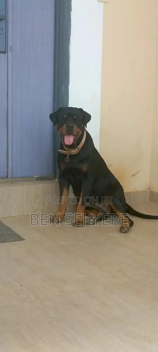 1+ year Female Purebred Rottweiler · Photo 4