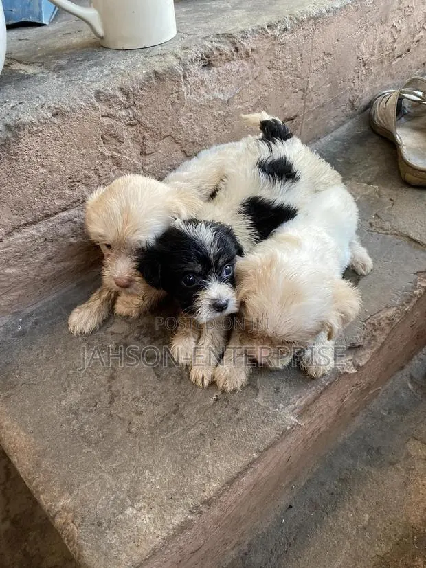 1-3 months Female Purebred Poodle · Photo 1