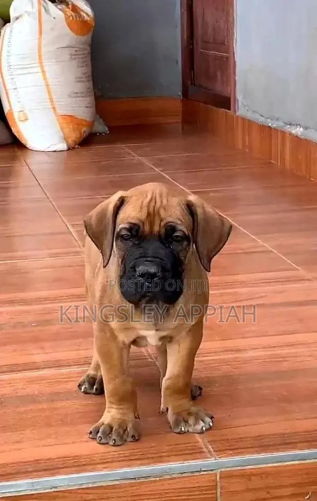 1-3 months Female Purebred Boerboel · Photo 1