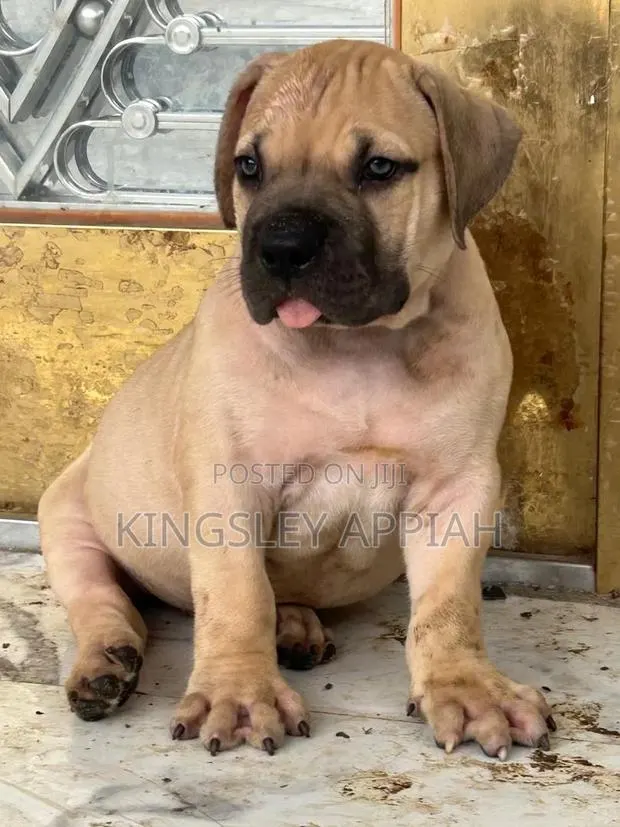 1-3 months Male Purebred Boerboel · Photo 1