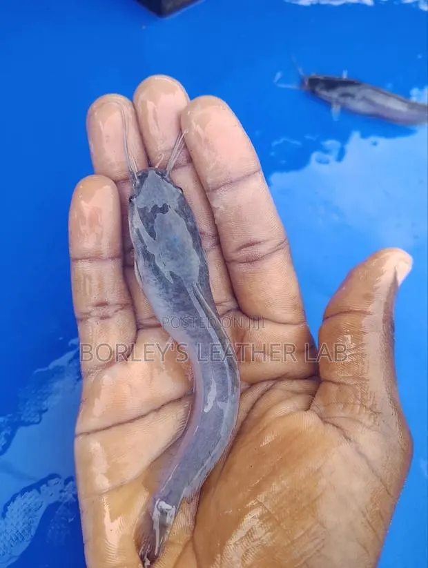 Catfish Jumbo · Photo 1