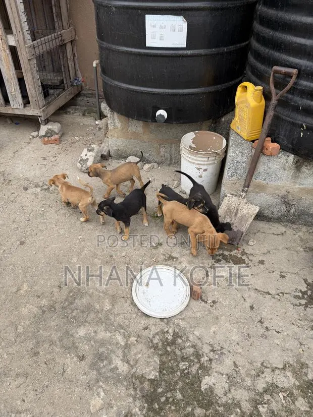 1-3 months Female Mixed Breed Dog · Photo 1