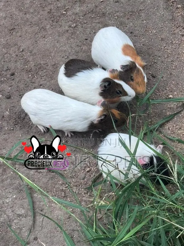 Guinea Pigs · Photo 1