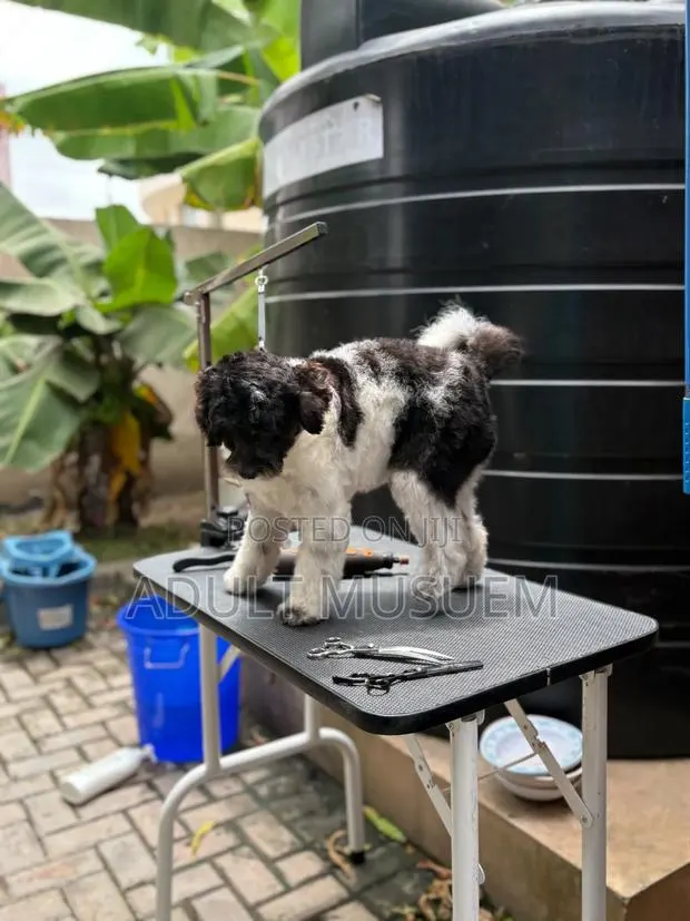 Full Pet Grooming Accra | Complete Dog & Cat Grooming Services · Photo 1