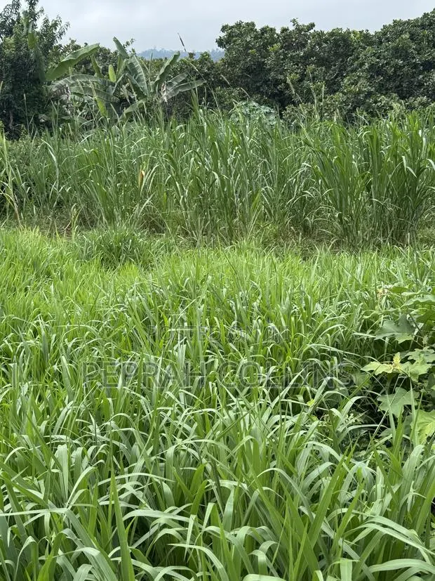 Super Napier Grass (Pakchong 1) · Photo 1