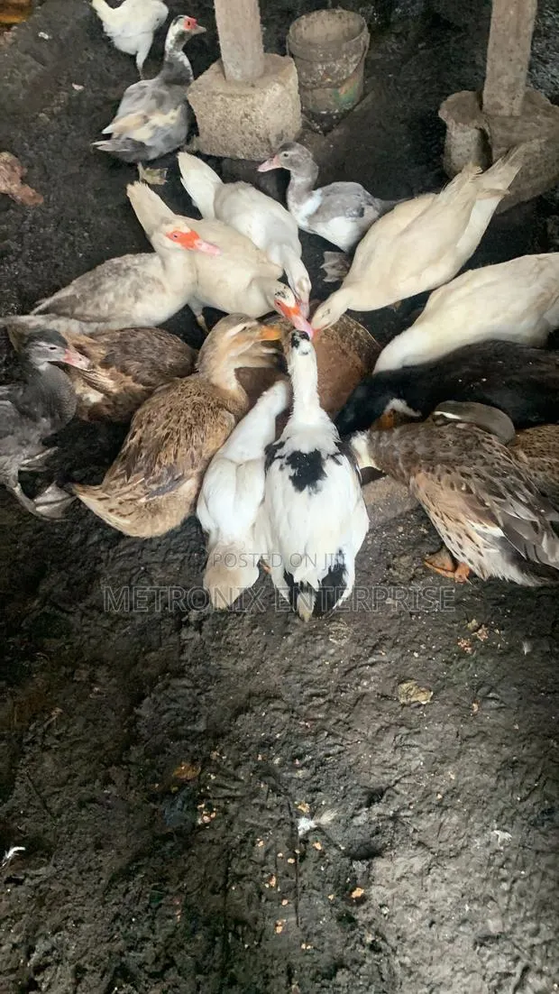 Duck Meat,2kg · Photo 3