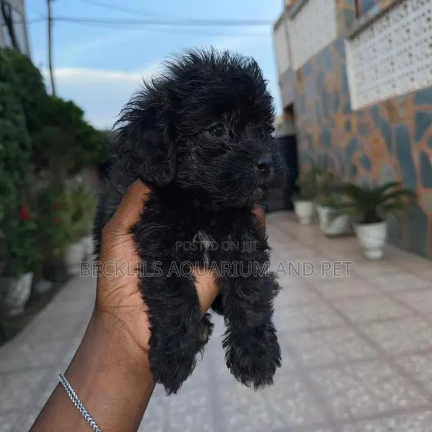 1-3 months Female Purebred Poodle · Photo 1