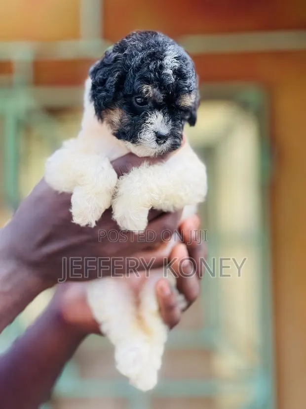 1-3 months Female Purebred Poodle · Photo 1