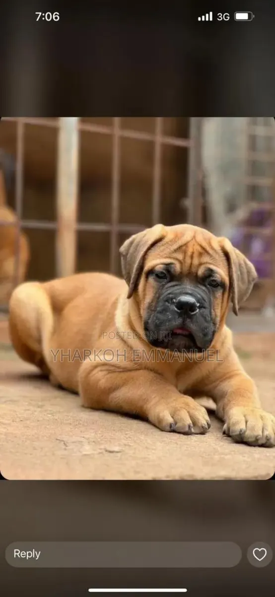 6-12 months Male Purebred Boerboel · Photo 1