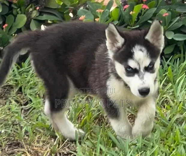 1-3 months Male Purebred Siberian Husky · Photo 1