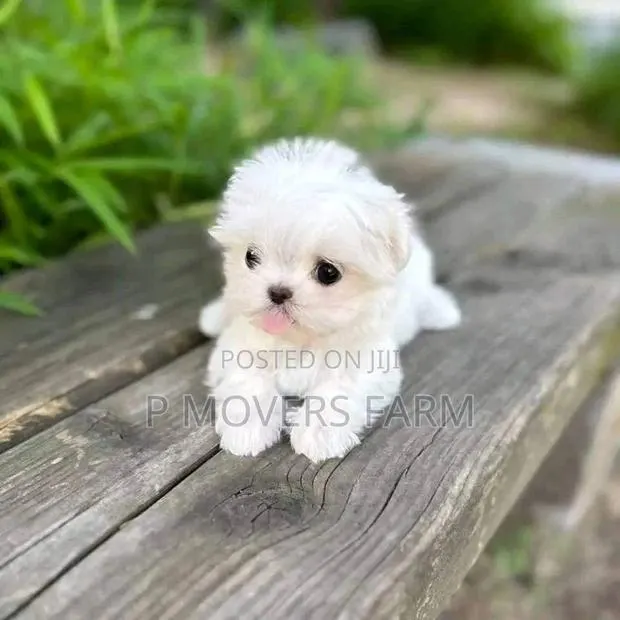 1-3 months Male Purebred Poodle · Photo 1