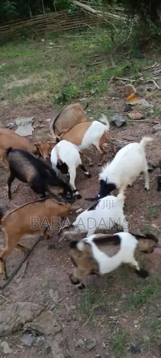 Healthy Animal Seller · Photo 1