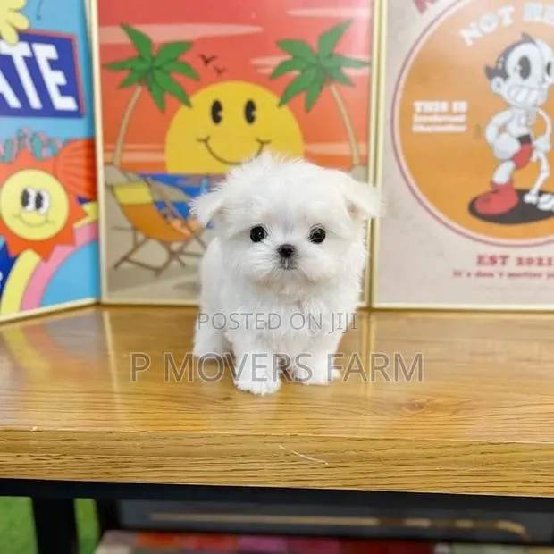 1-3 months Female Purebred Maltese · Photo 1