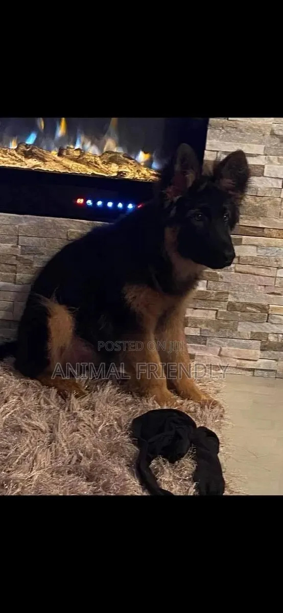 1-3 months Female Purebred German Shepherd · Photo 1