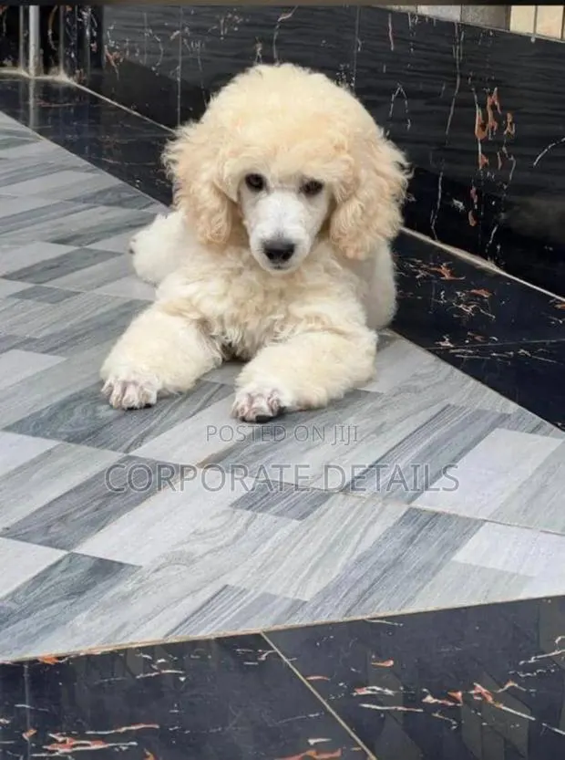 3-6 months Female Purebred Poodle · Photo 1