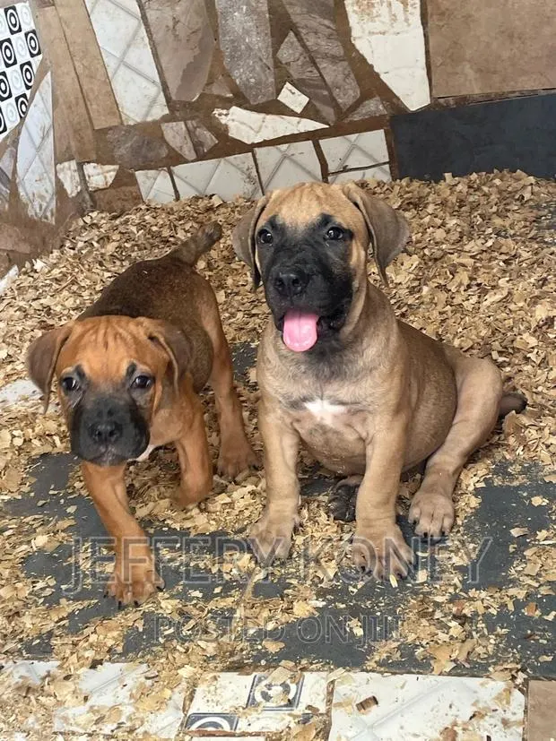 1-3 months Female Purebred Boerboel · Photo 1