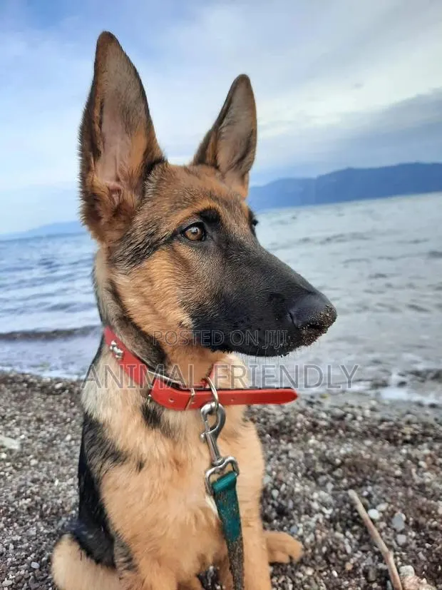 1-3 months Male Purebred German Shepherd · Photo 1