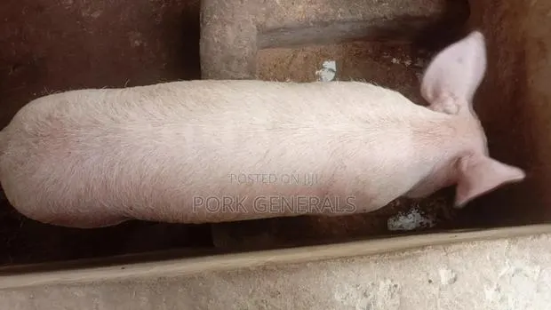 Healthy Pigs for Sale 10-130kgs · Photo 4