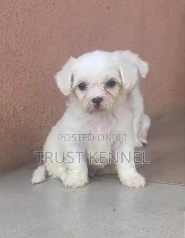 1-3 months Female Purebred Maltese · Photo 1
