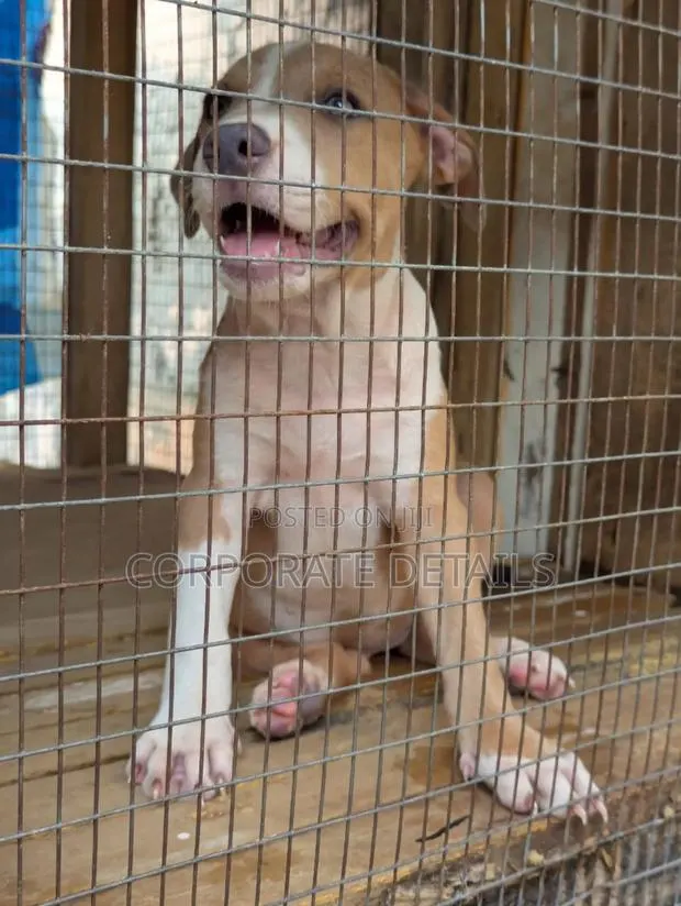 1-3 months Female Purebred American Pit Bull Terrier · Photo 1