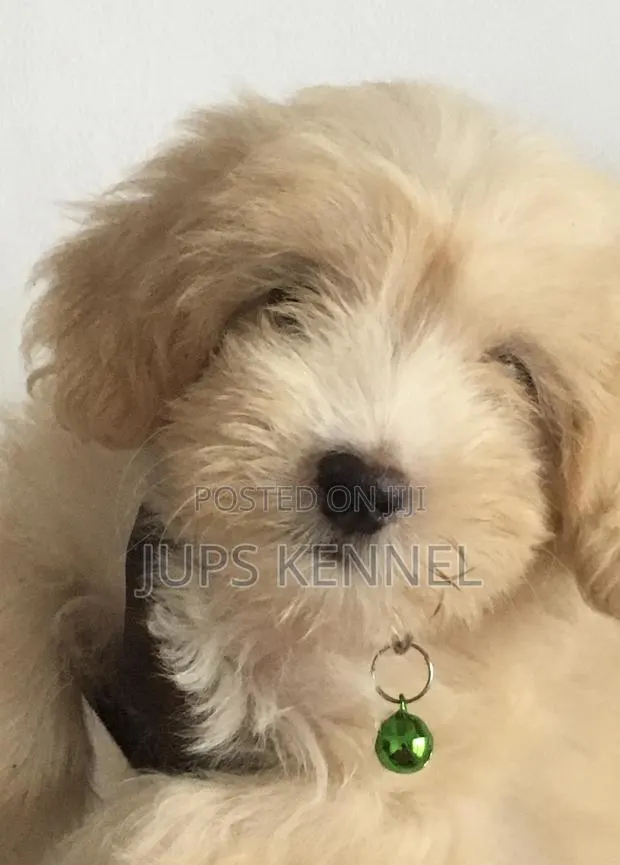 1-3 months Female Purebred Poodle · Photo 1