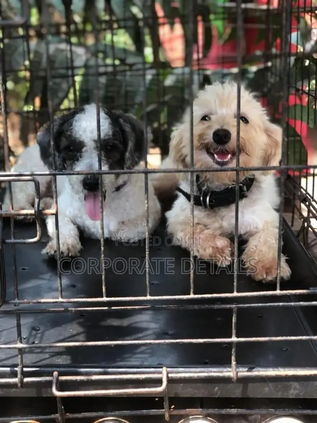 1-3 months Female Purebred Poodle · Photo 1