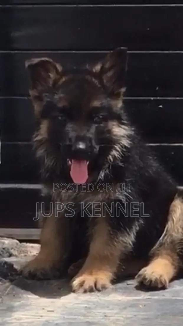1-3 months Female Purebred German Shepherd · Photo 1