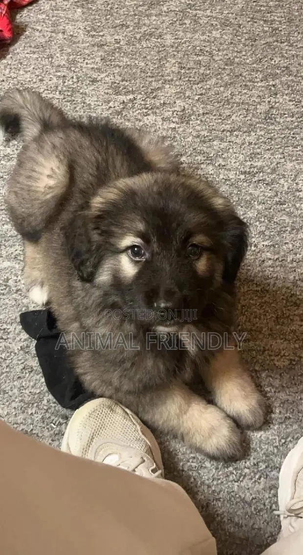 1-3 months Female Purebred Caucasian Shepherd · Photo 1