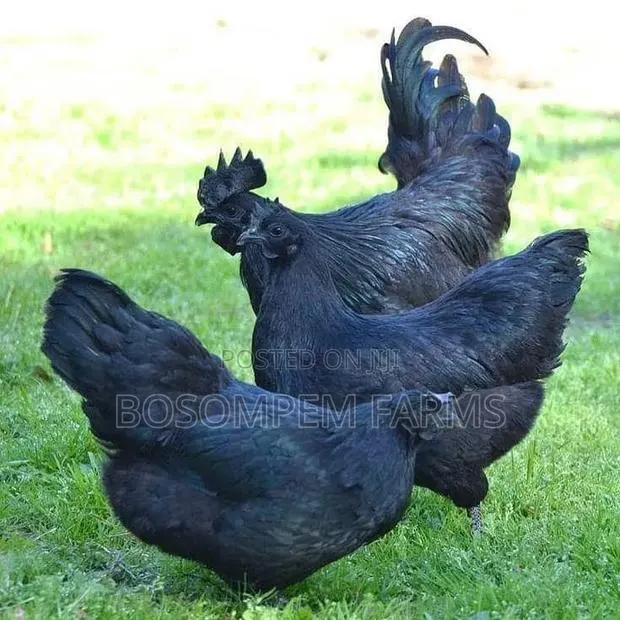 Ayam Cemani Chicken · Photo 1