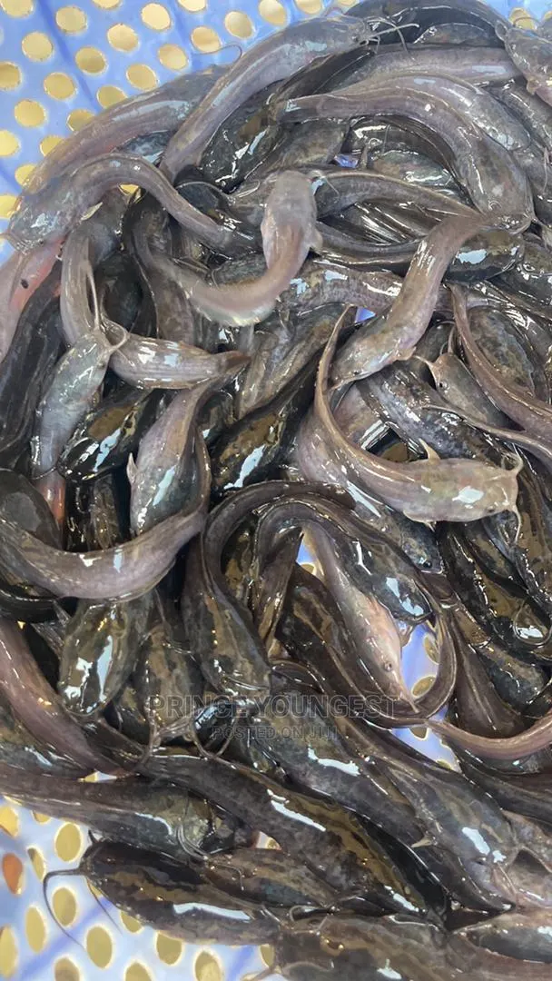 Catfish Fingerlings · Photo 1