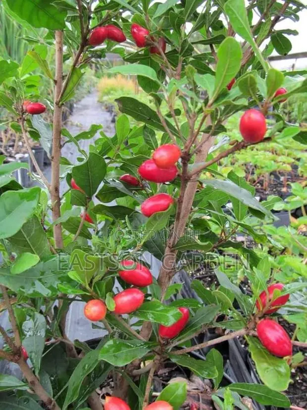 Miracle Berry Seedlings · Photo 1