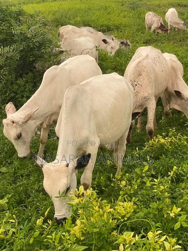 Nasarah Animals · Photo 1