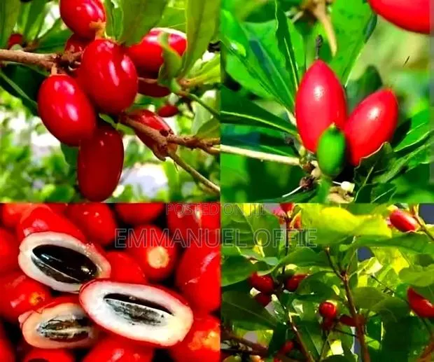 Miracle Berry Seedlings · Photo 1