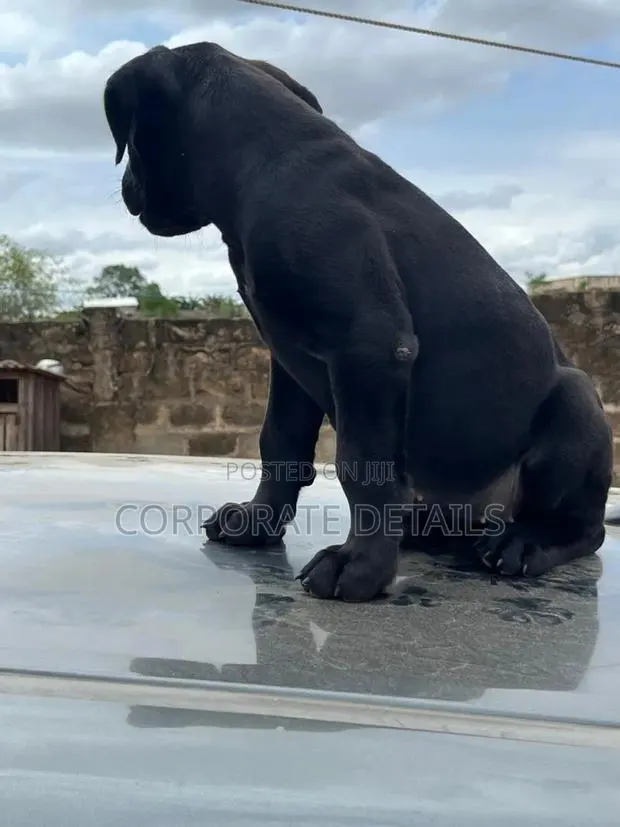 1-3 months Male Purebred Cane Corso