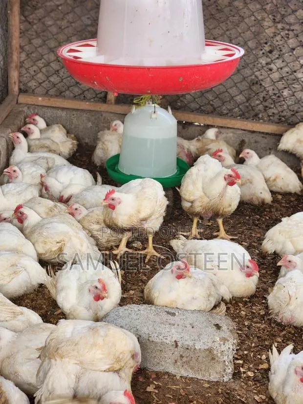 Hubbard Efficiency Plus Broiler (EFF+) · Photo 1