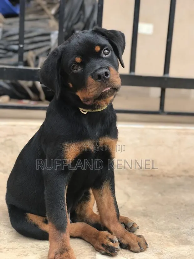 3-6 months Male Purebred Rottweiler · Photo 1