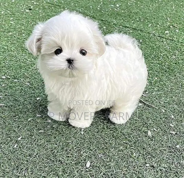 1-3 months Female Purebred Maltese · Photo 1
