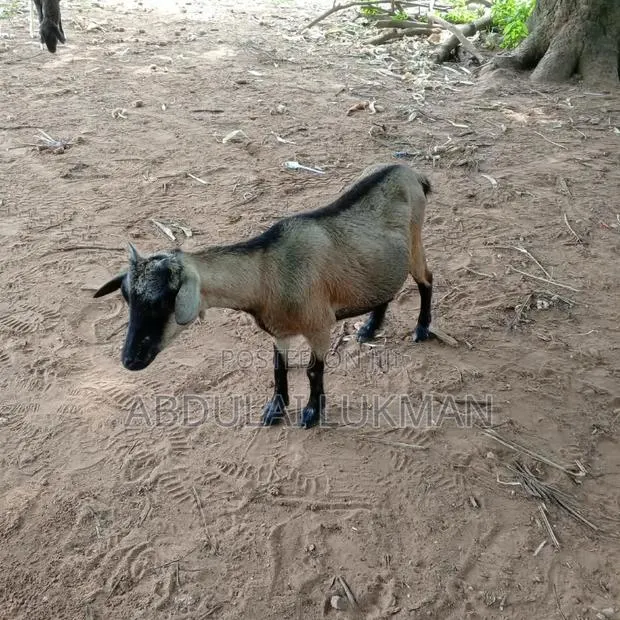 Nice Animal Seller · Photo 1