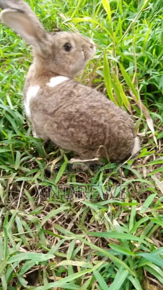 Rabbits for Sale at Kasoa · Photo 1