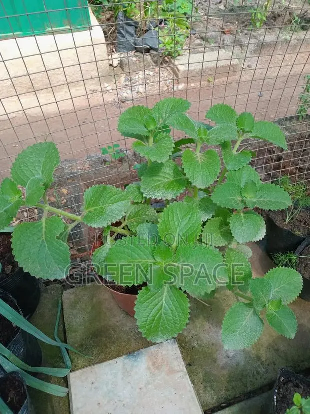 Potted Oregano Spice · Photo 2
