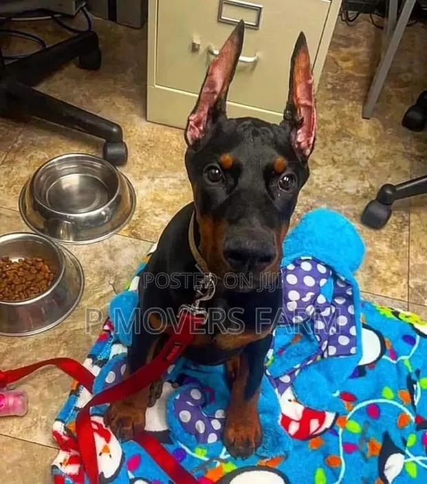 1-3 months Male Purebred Doberman Pinscher · Photo 1