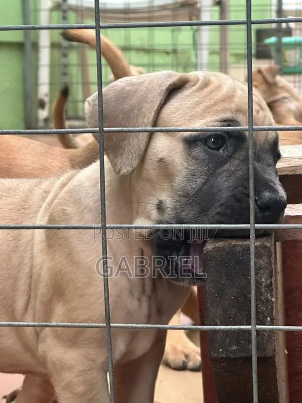 1-3 months Male Purebred Boerboel · Photo 1
