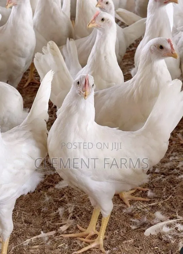 White Leghorns · Photo 1