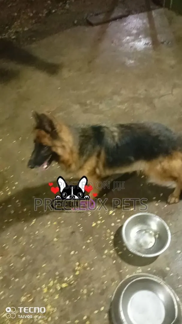 1+ year Female Purebred German Shepherd · Photo 1